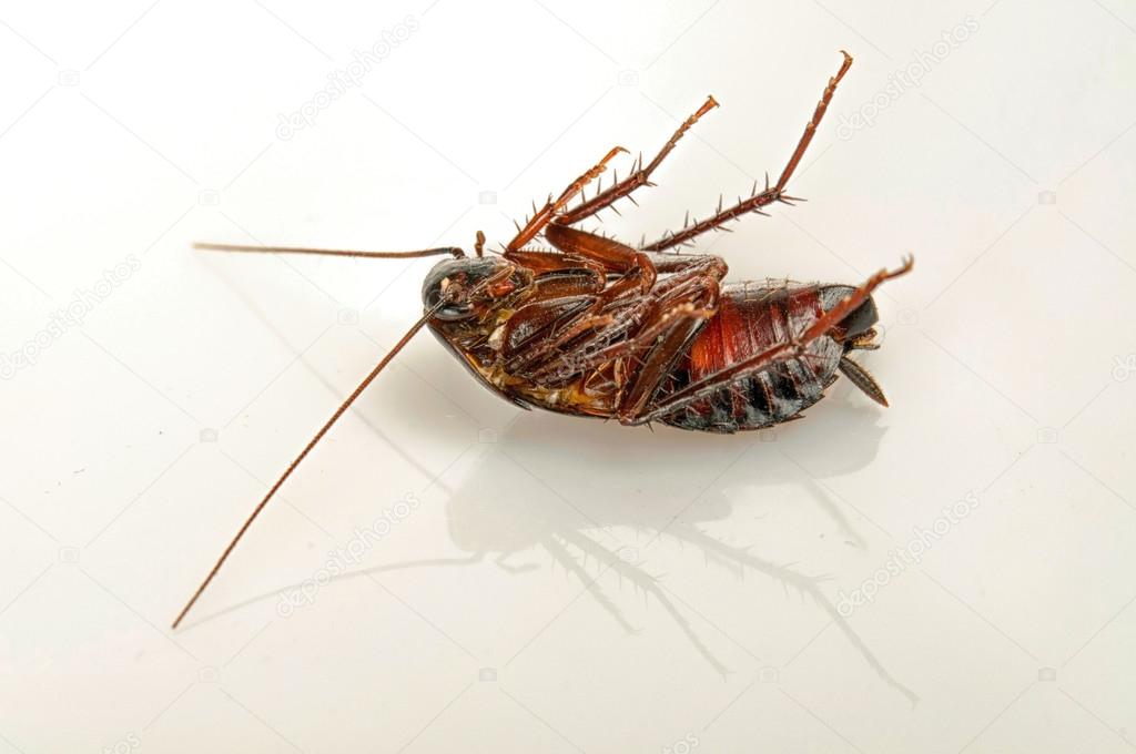 Cockroach Pest Control
